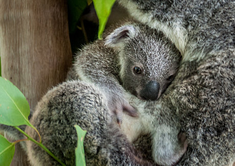 Greenies exploiting Koalas  8.Koala-Hartley-s-Crocodile-Adventures