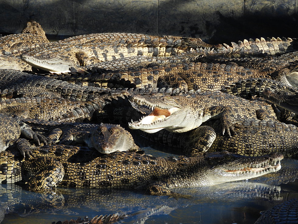 Australian farm to hold 50,000 crocodiles for luxury Hermès goods