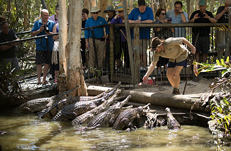 Catch a crocodile frenzy at Hartley's Crocodile Adventures - KKDay Top 15 Family Attractions in Brisbane, Gold Coast, and Cairns to Experience This Year