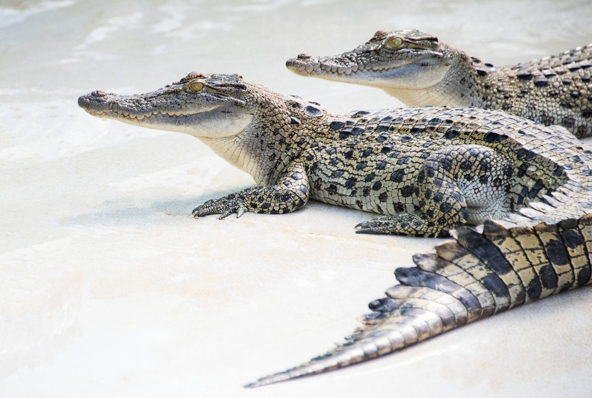 20240313Hartley'sCroc0001-1