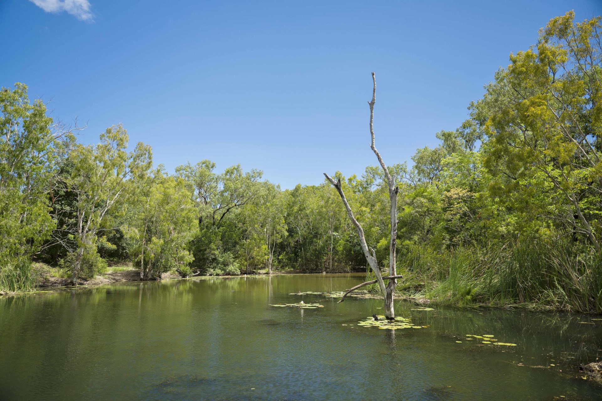 Crocodiles_Cairns2024-151-2