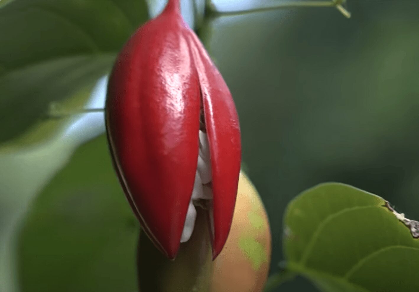 Daintree wildlife- seedpod 2-1