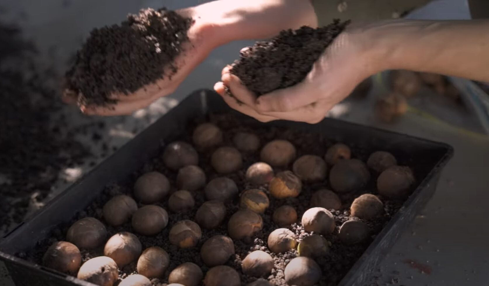Rainforest Rescue - seeds growing plants
