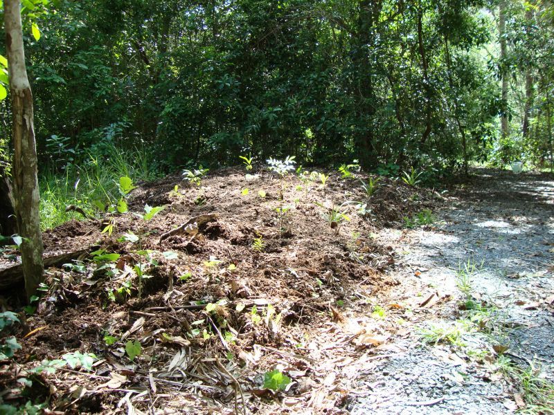 Trees planted 2010